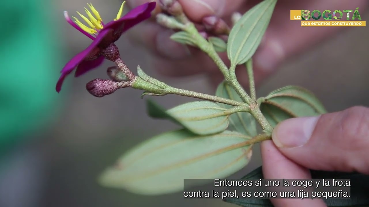 Árboles Emblemáticos: sietecueros, tunos y amarrabollos | Jardín Botánico de Bogotá