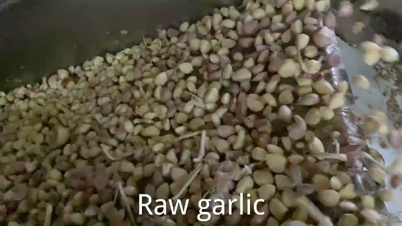 Angelon color sorting machine separating peeled garlic cloves emily@angelon.com.cn