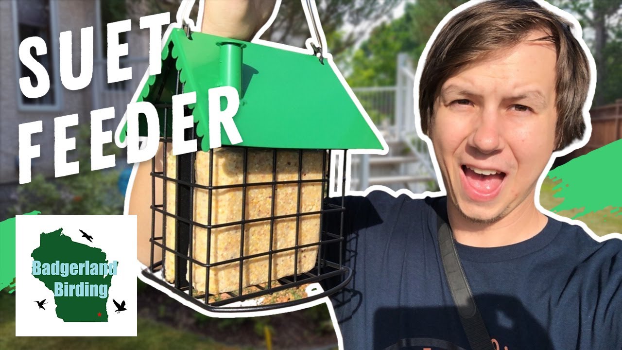 What Birds will use this New Suet Feeder? (Kingsyard Cute Suet Feeder Review)