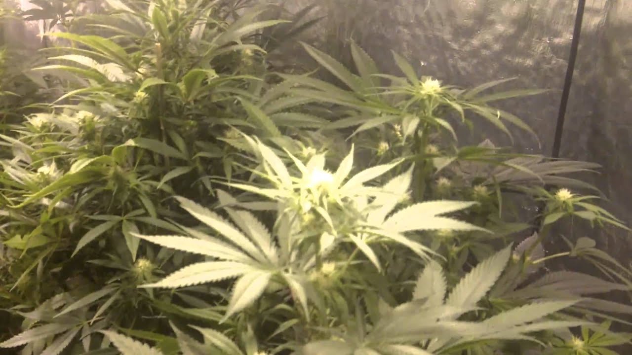 Watering and Feeding Part 1.MOV