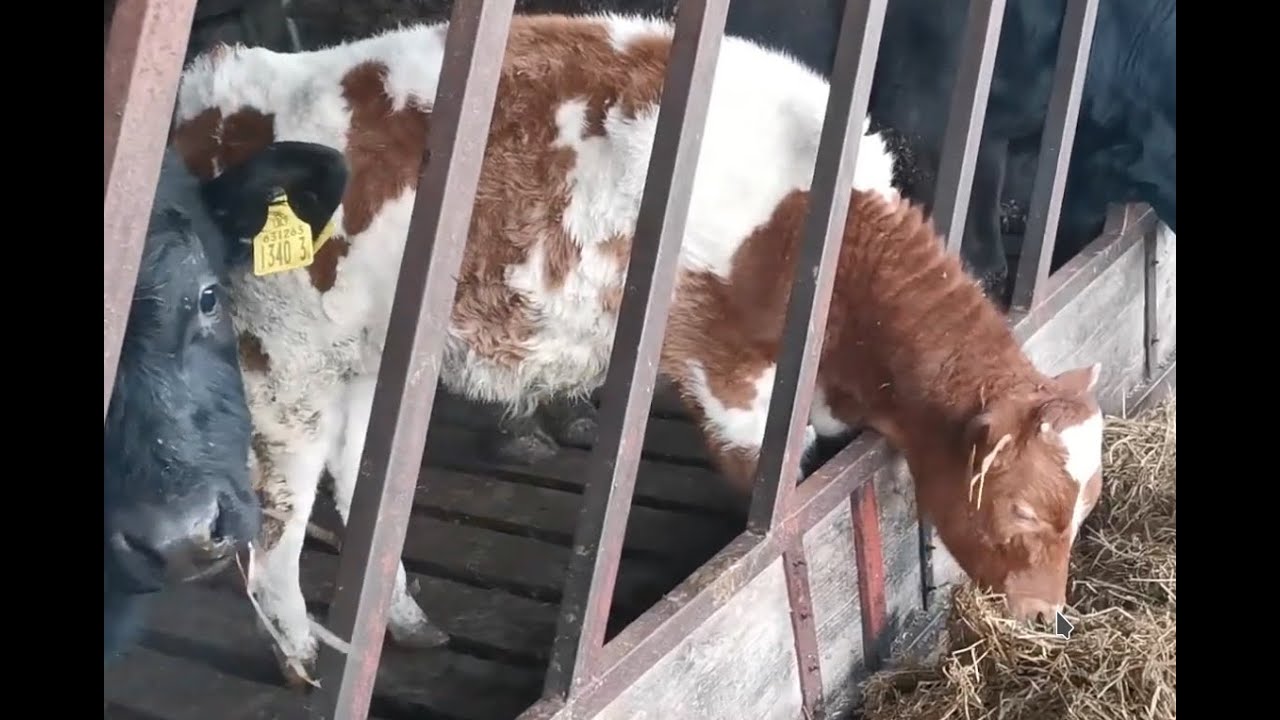 Paul the calf | Club