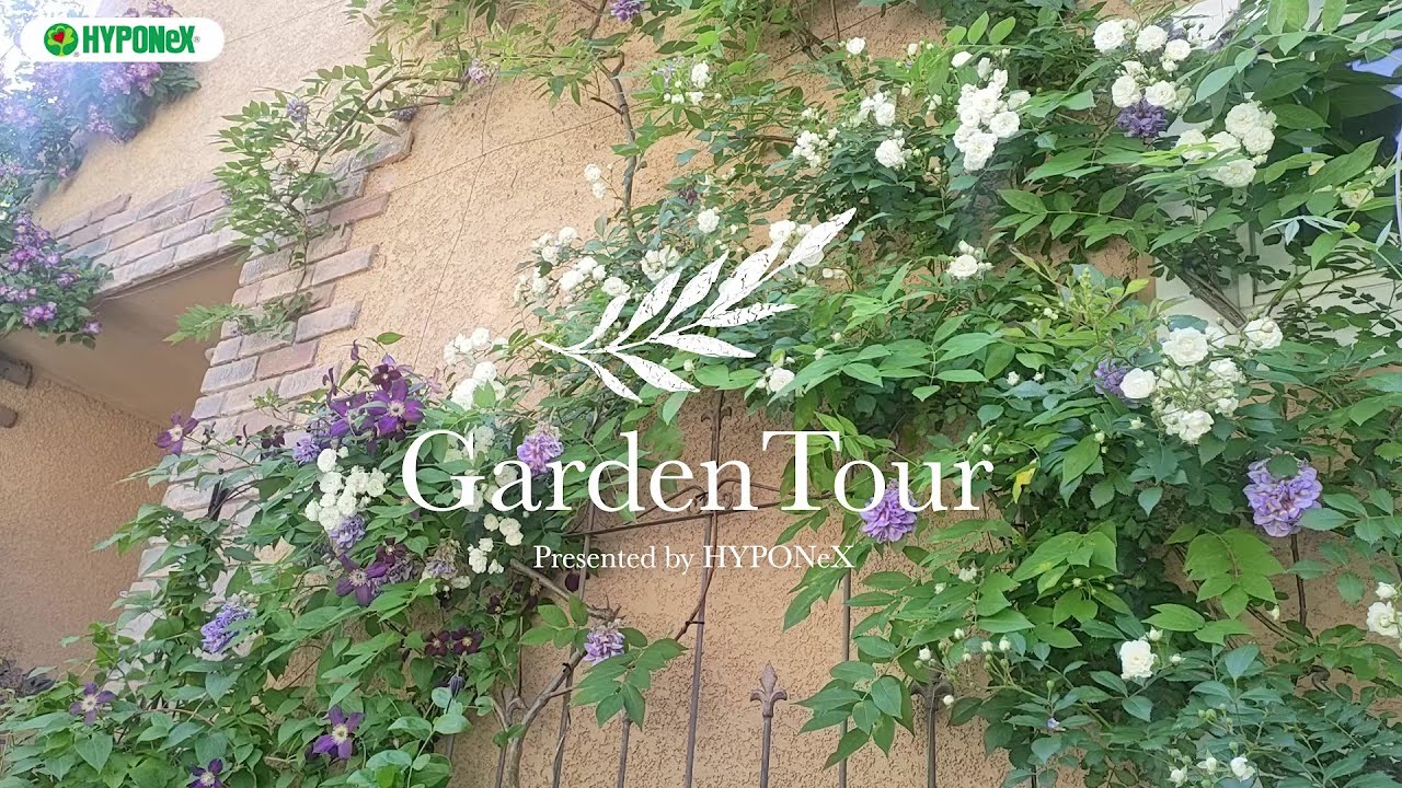 🕊Garden Tour🕊94：大きなキャンバスに見立てた壁面に、誘引したバラやクレマチスで風景を思い描く、花壇や山アジサイ山野草と合わせて植栽を楽しむお庭