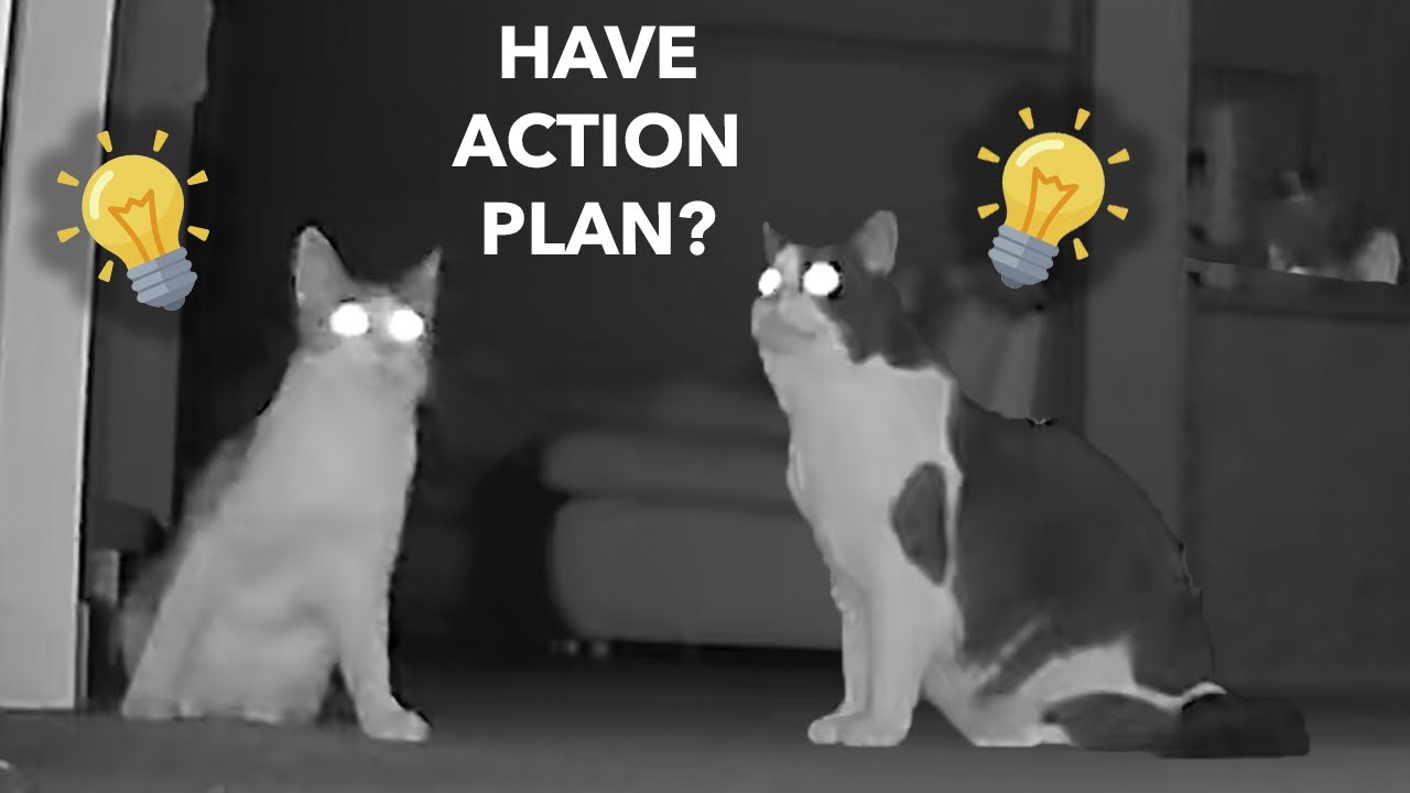 Почему Коты сходят с Ума По ночам? Я Установил Скрытую Камеру В Доме