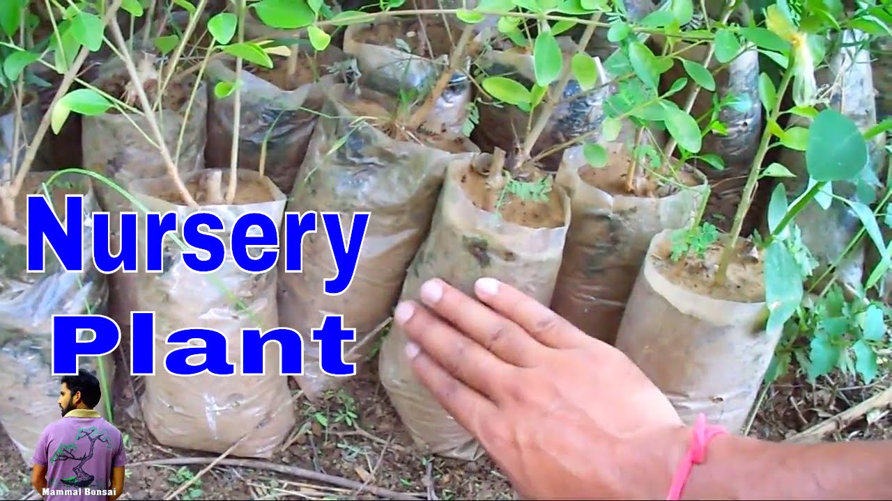 चिकनी मिटटी वाले पौधे को लगाने का सही तरीका /How to  Pot Nursery Plant -27 July 2017/Mammal Bonsai