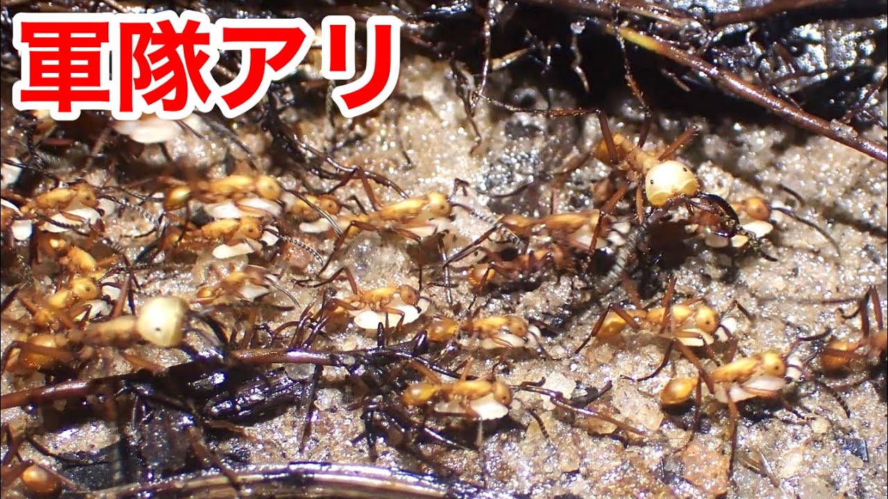 南米のジャングルで数十万匹の軍隊アリの行軍に遭遇してしまいました