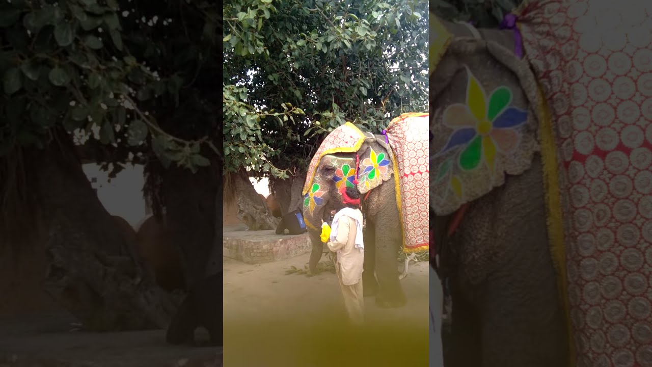 Mahashivratri pind possi 21-02-20 like ten comments and subscribe my channel