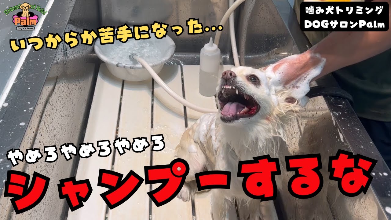 初来店でシャンプーで大暴れ！！ポメチワの噛み犬トリミング！！