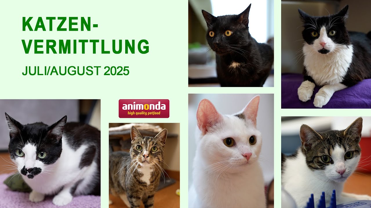 Katzenvermittlung - Juli/August 2025 (Tierheim Hannover TV)