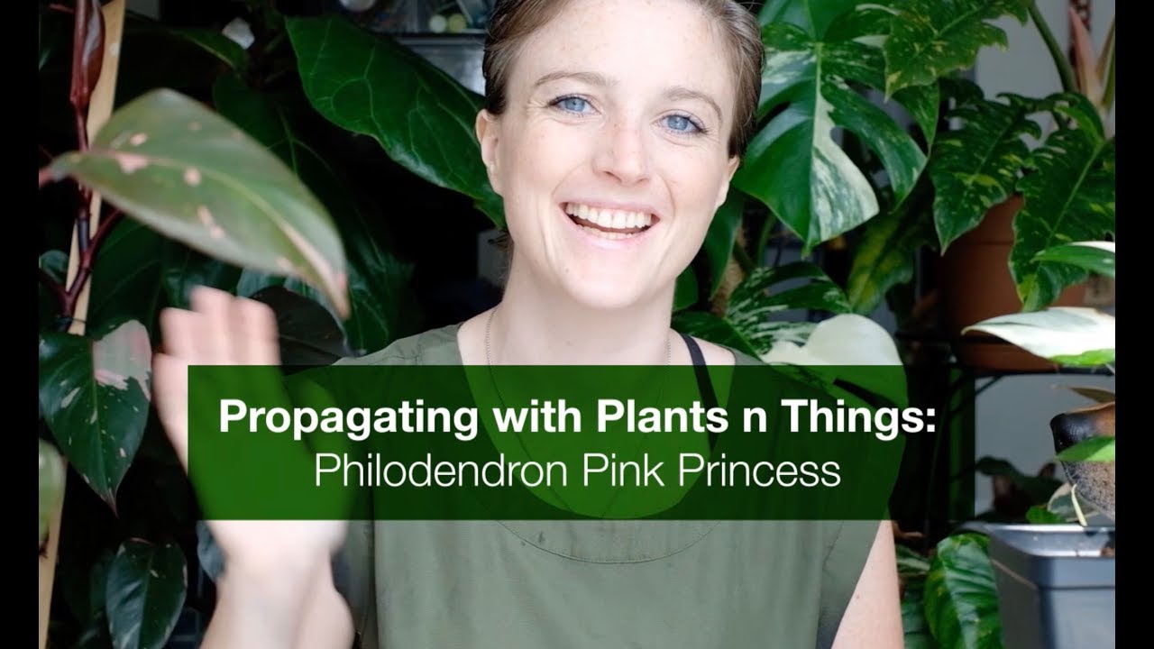Propagating with Plants n Things: Philodendron 