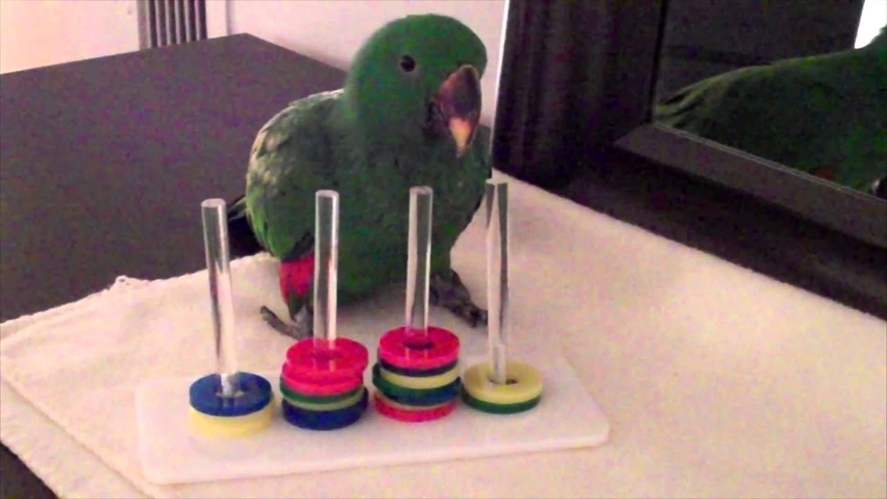 Jasper Eclectus Parrot Ring Trick