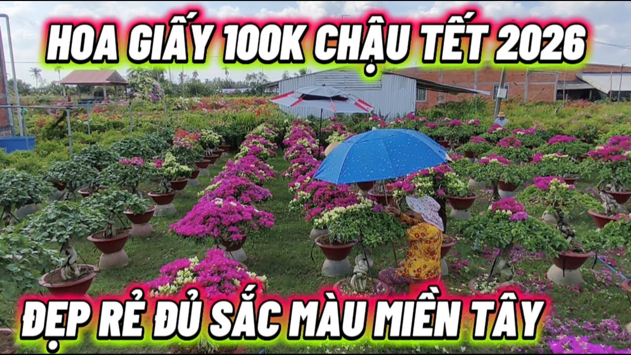 PHÁT HIỆN VƯỜN HOA GIẤY 100K MỘT CHẬU RẺ ĐẸP LUNG LINH ĐỦ SẮC MÀU MIỀN TÂY TẾT 2026 