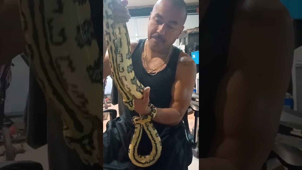 high yellow  Jungle Jag Female carpet python