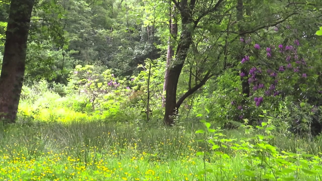 Walking Through Forest Sounds, Summer Meadow 1Hr: For Sleep, Study and Background Noise
