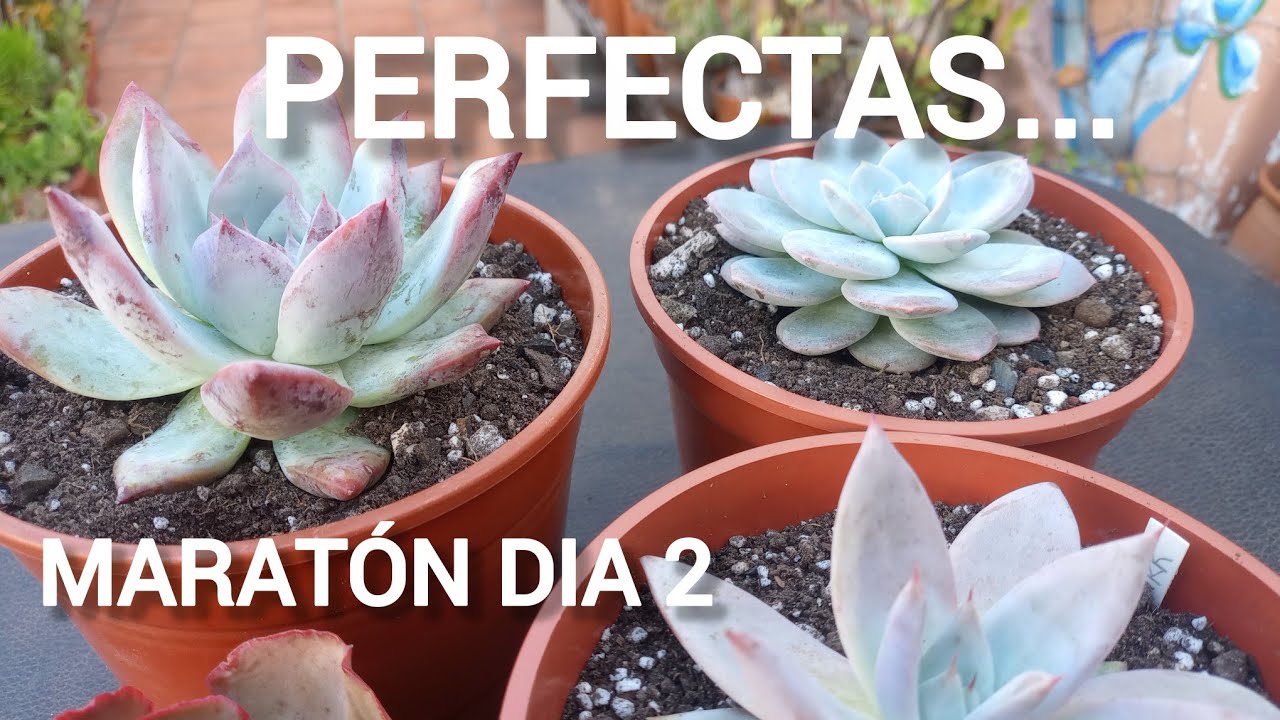 ECHEVERIAS PERFECTAS/TRASPLANTES #lasplantasdegeral #plants #jardin #garden #echeverias #suculentas 