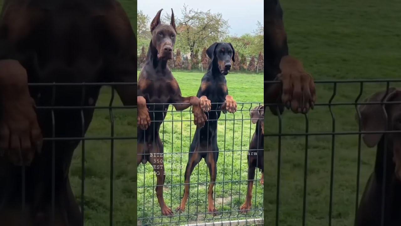 Aggressive Dobarman Dog Family 🥵 || Doberman Dog Guard Our Territory 😱🔥 
