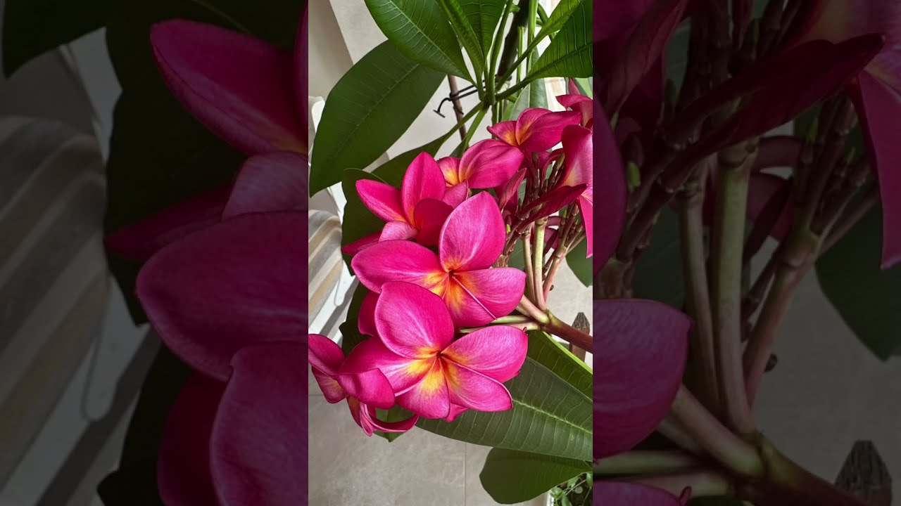 Плюмерия (Франжипания). Прививка черенком. Черенкование. #plumeria #plumeriaflower #плюмерия