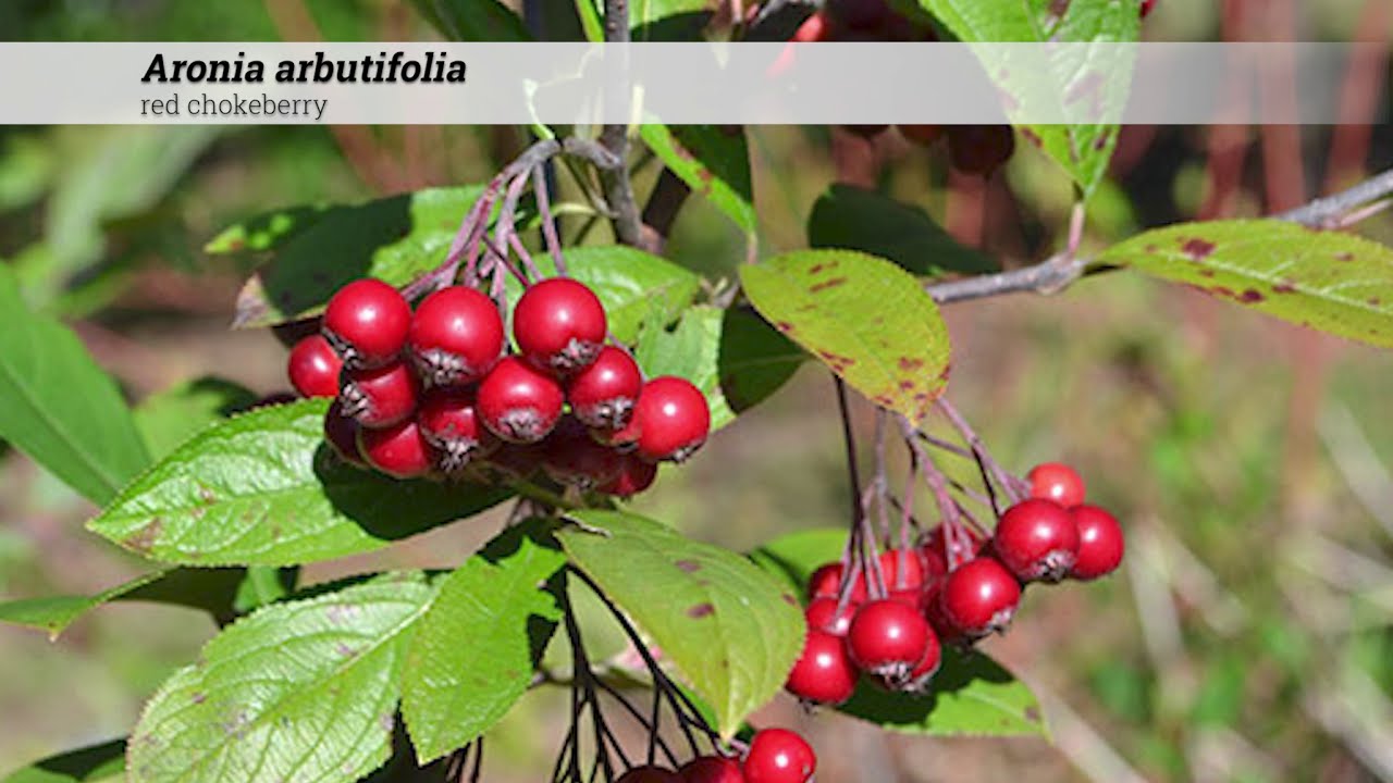 red chokeberry (Aronia arbutifolia)