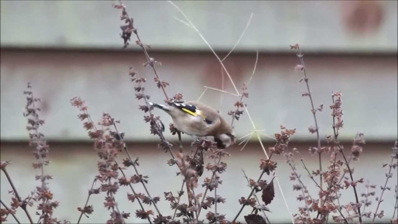 Chardonneret élégant (Carduelis carduelis) – Serge Devienne – Masny Nord France – 17 janvier 2026