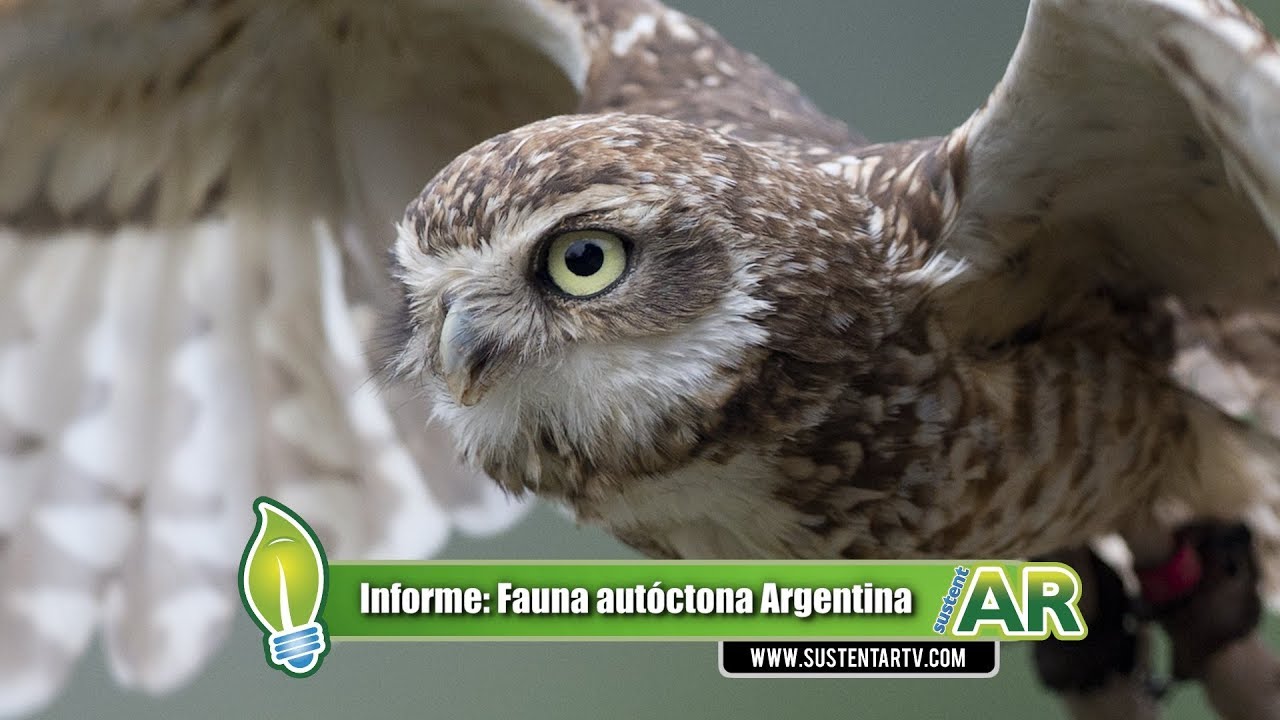 Animales de Argentina