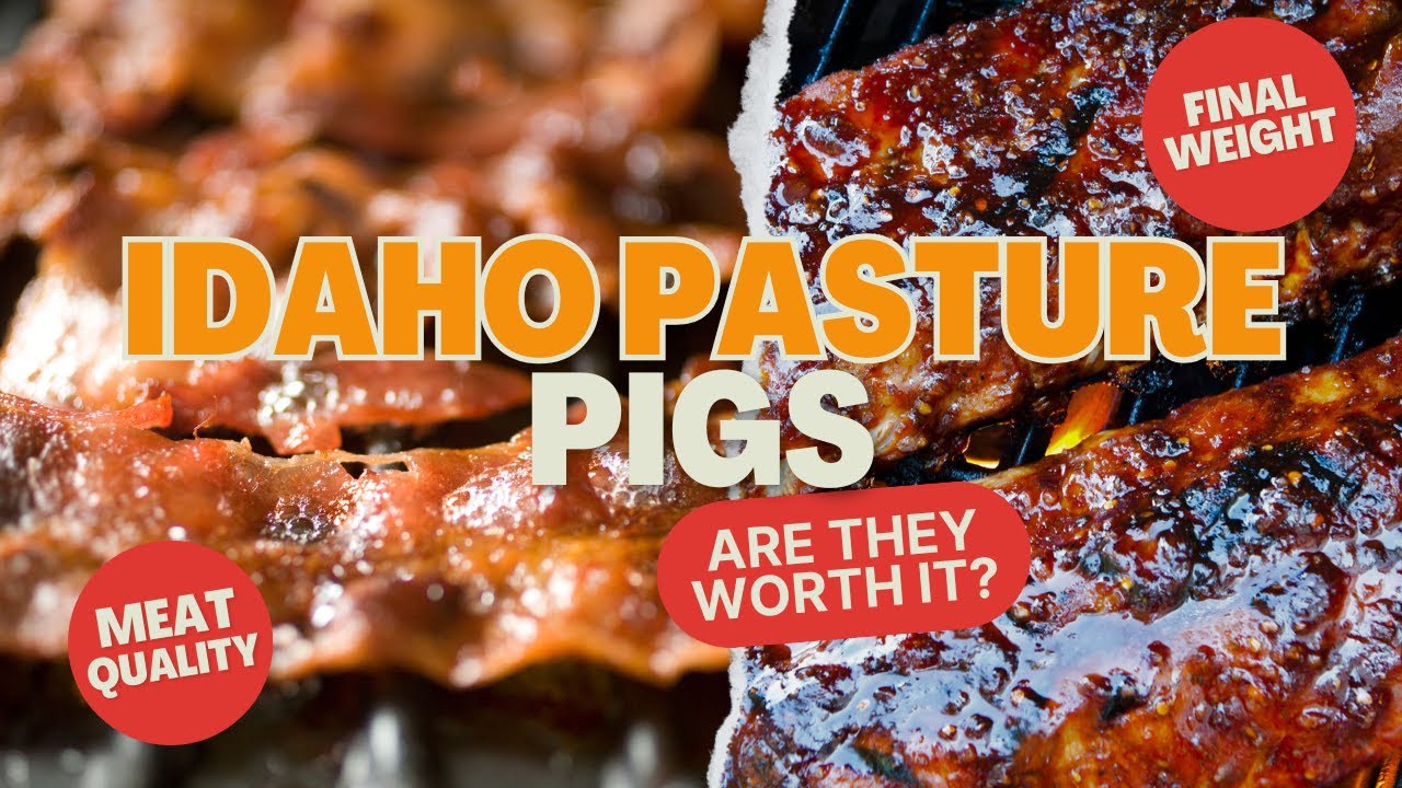 Idaho Pasture Pigs back from the butcher and their meat quality.