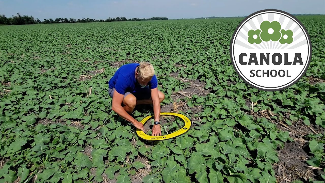 Canola School: Second-guessing what's safe with seed-placed fertility
