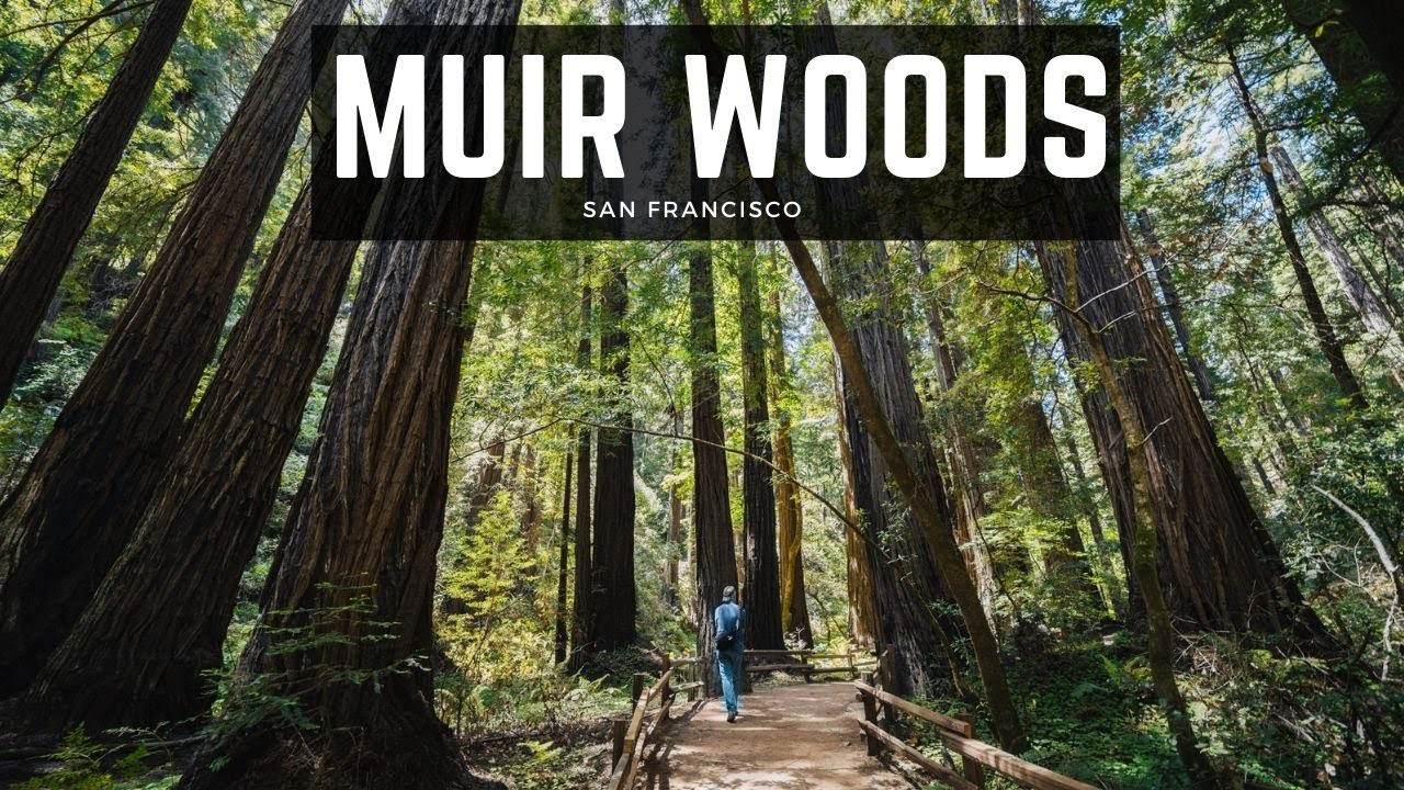 Muir Woods National Monument: Hiking Cathedral Grove, Bohemian Grove & Redwood Creek