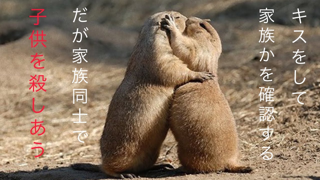 我が子をコロした奴の子供を育てるプレーリードック【ぴえん過ぎる生き物紹介】