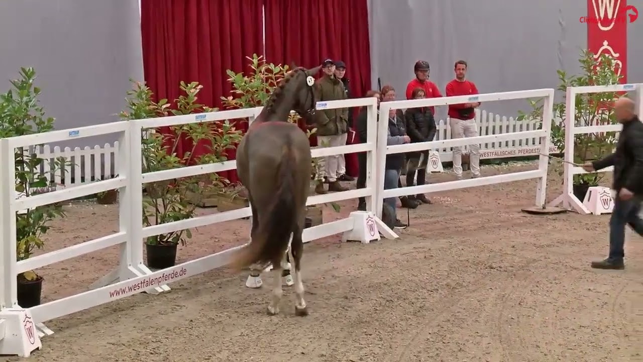 Vespasiano (Viva Gold x Fidertance) Freilaufen Körung 2024