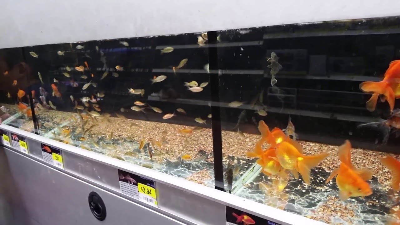 Walmart fish aquarium