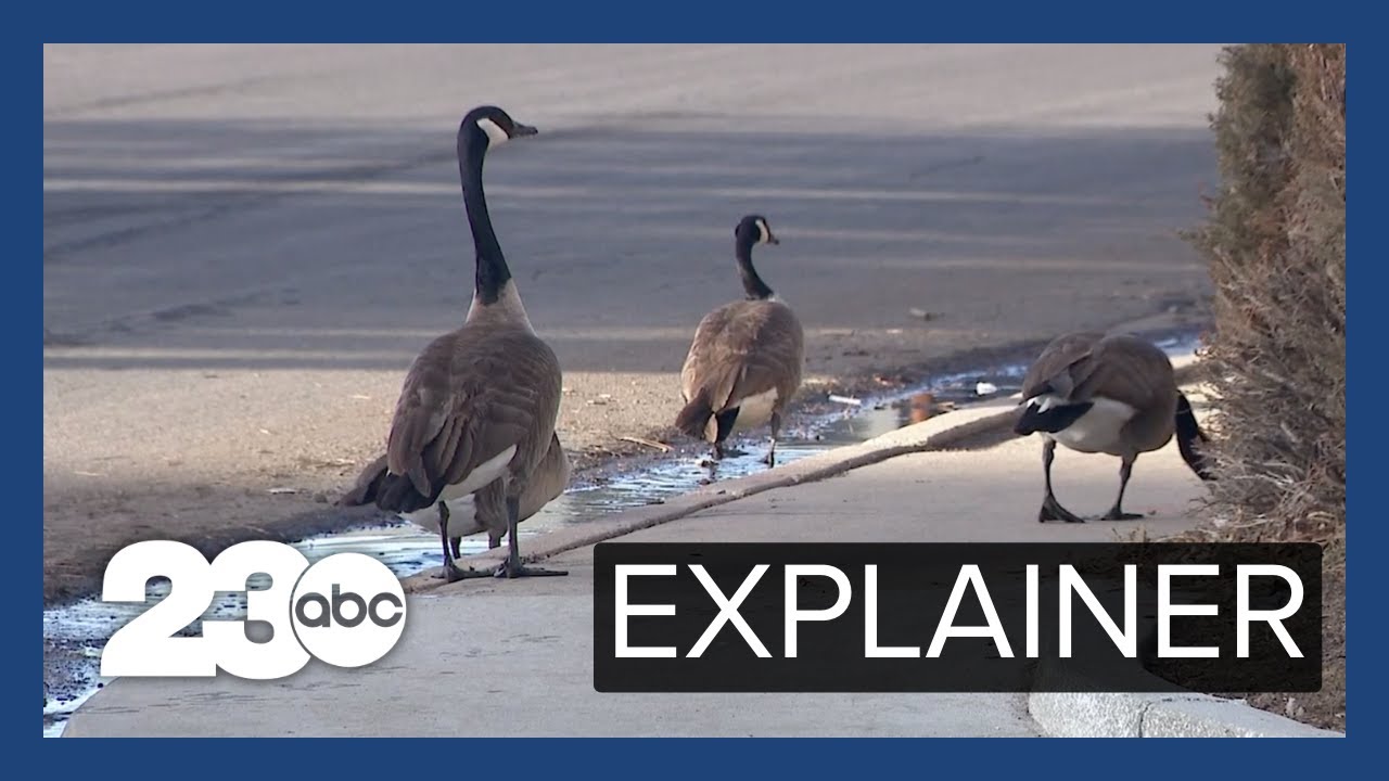 Explainer: Why is bird flu causing new concern?