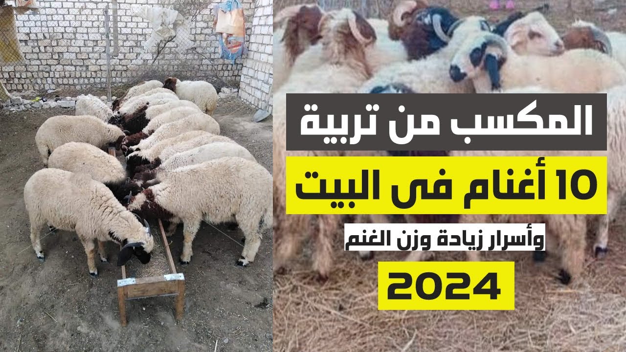 تربية الأغنام في المنزل: دراسة جدوى لتسمين 10 أغنام في عام 2024 وخلطة علف لزيادة وزن الخرفان