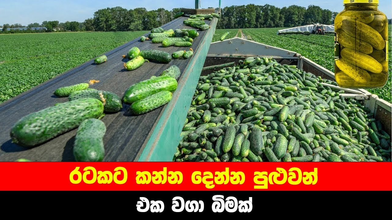 ගර්කින් වගා කරන්නෙ මෙහෙමයි