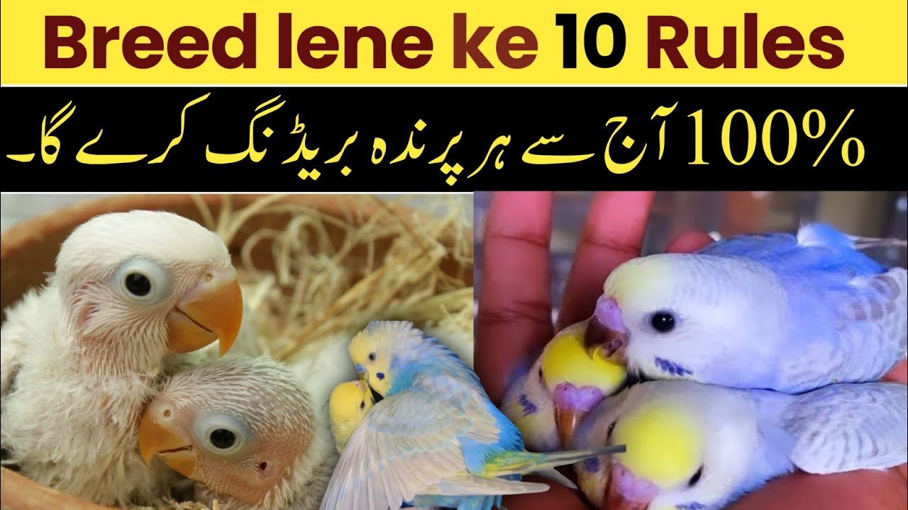 Breed lene ke 10 Rules | parindo se breed lene ka tareeka | breeding tips in birds business