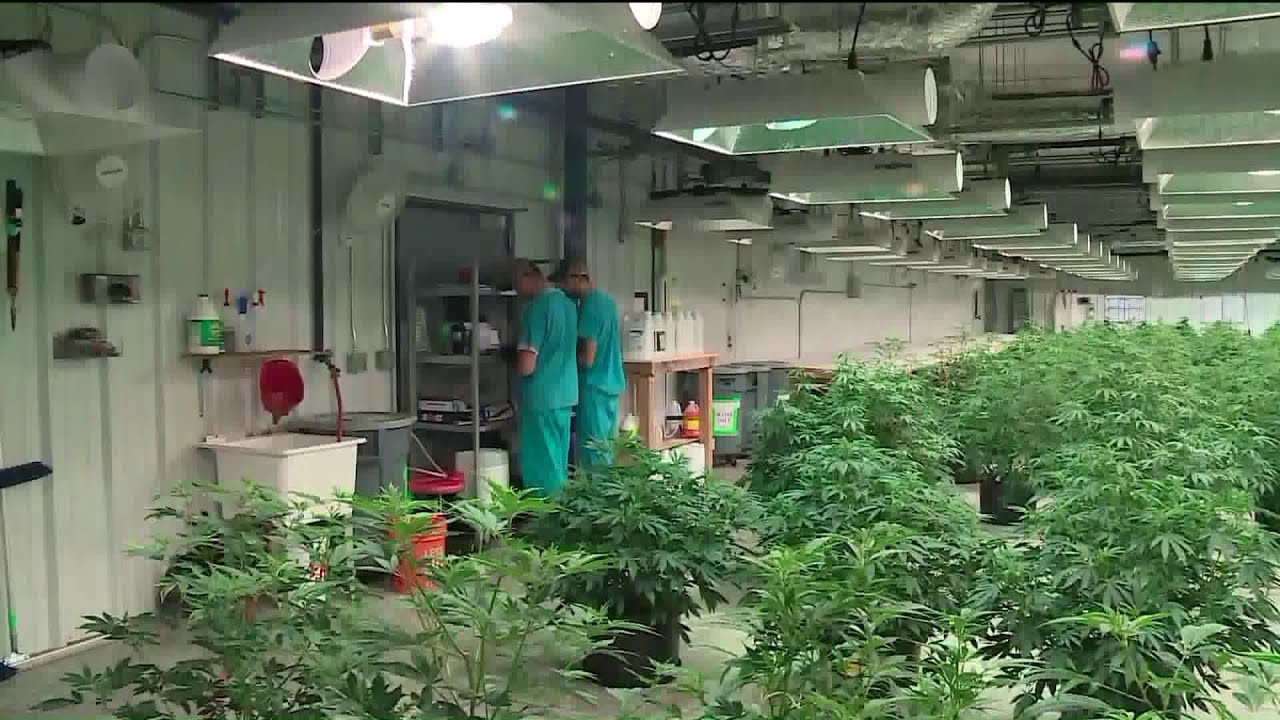 Community college to offer courses in medical marijuana.