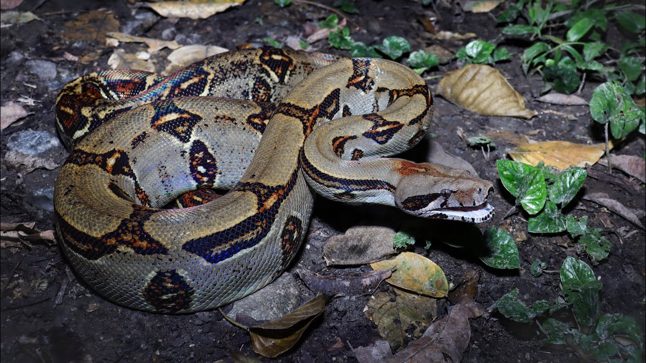 Herping Costa Rica! Snakes and other wildlife 🇨🇷