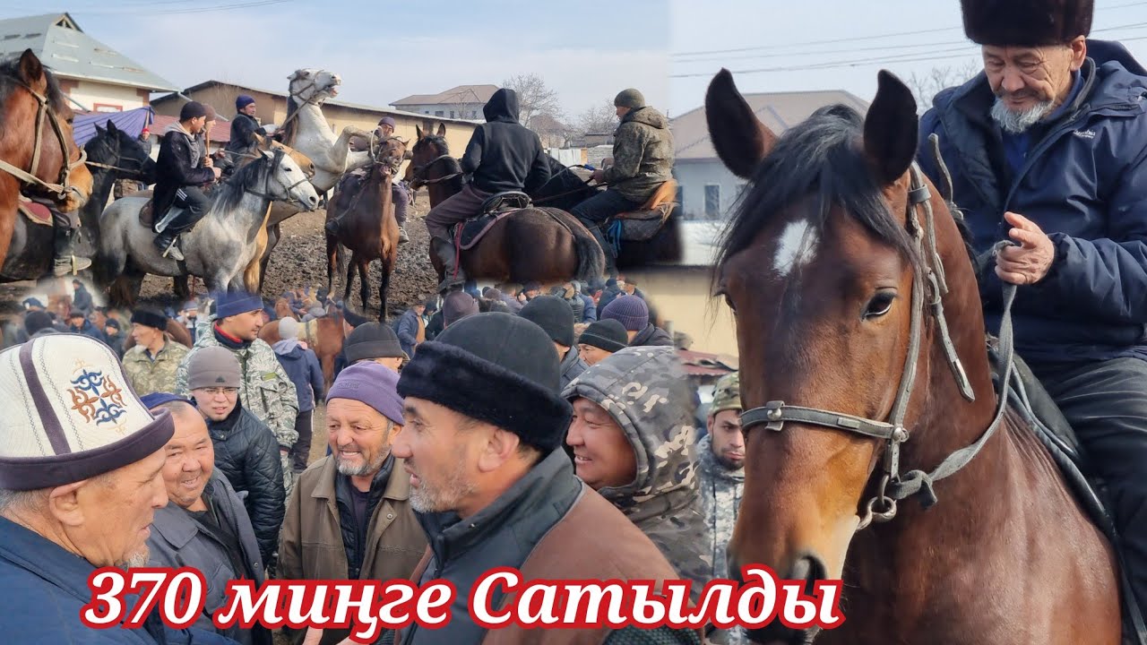 НООКАТ ЖЫЛКЫ БАЗАРЫ УКМУШ КЫЗЫДЫ 370 миңге Сатылды