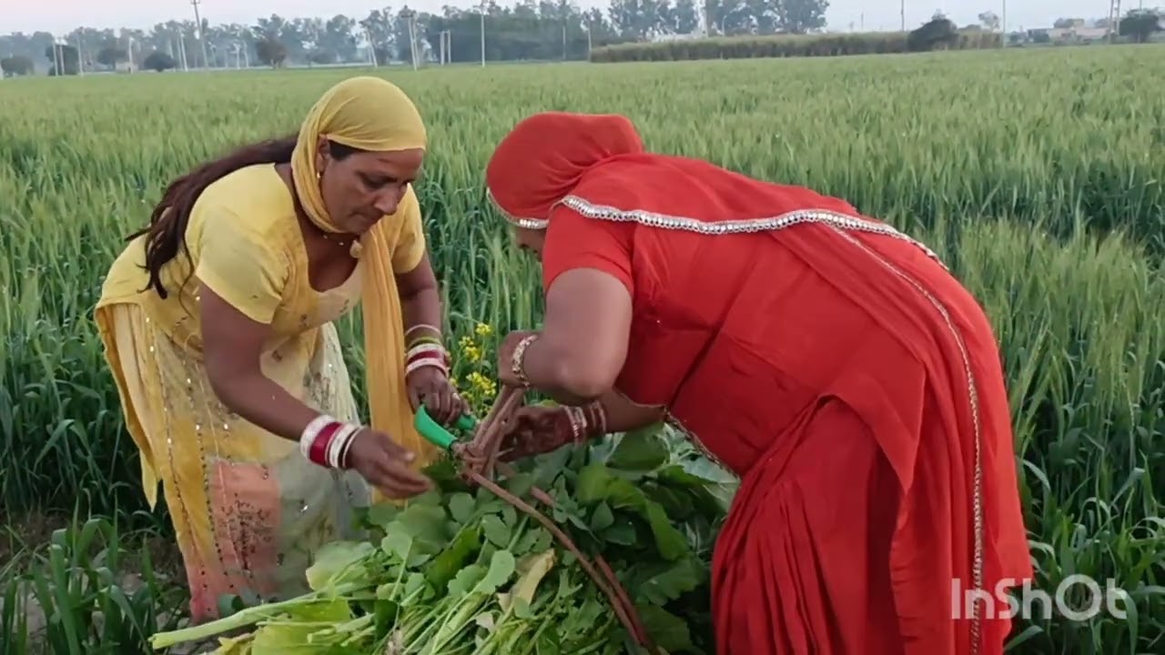 राम राम जी सब ने एक और वीडियो में आप सभी का स्वागत है