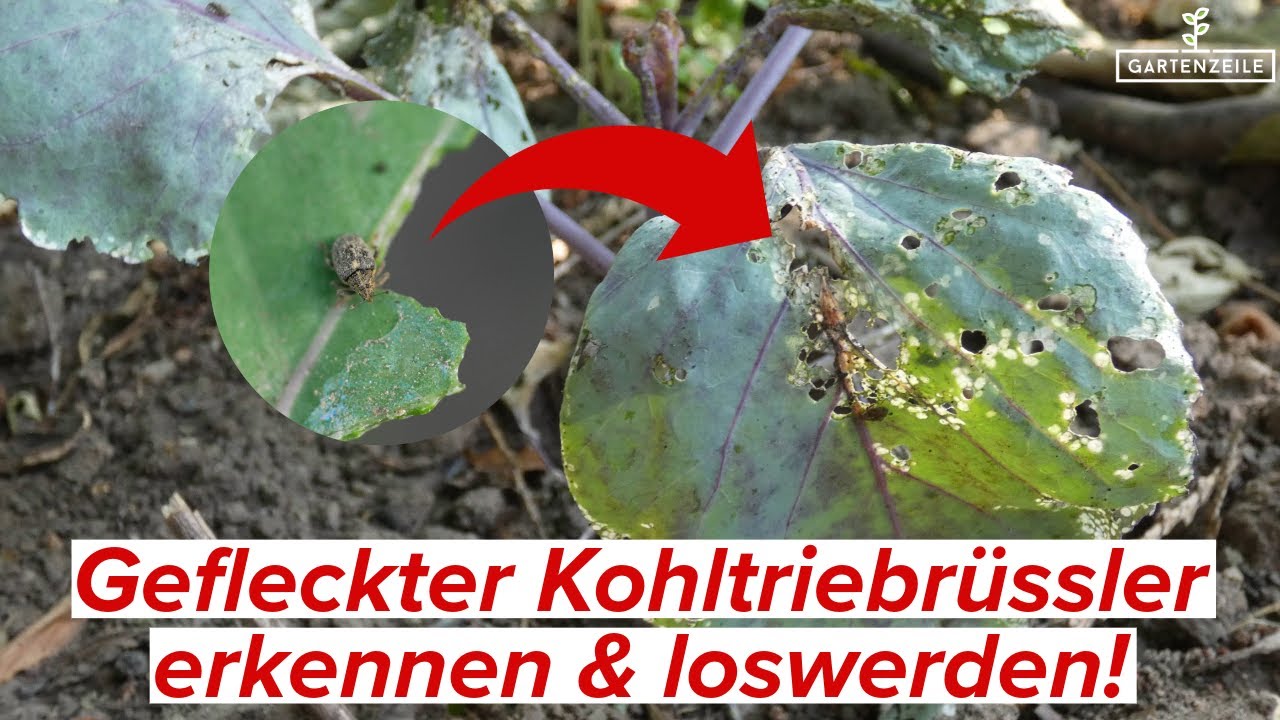 Gefleckter Kohltriebrüssler - So erkennst du den Rüsselkäfer und wirst ihn wieder los