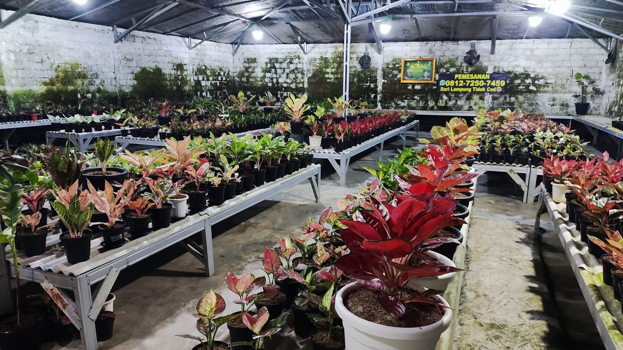 Tanaman Hias aglonema
