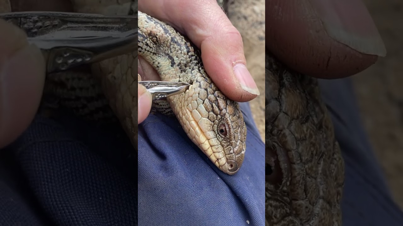 Удаление паралитических клещей у агрессивной синеязыкой ящерицы.