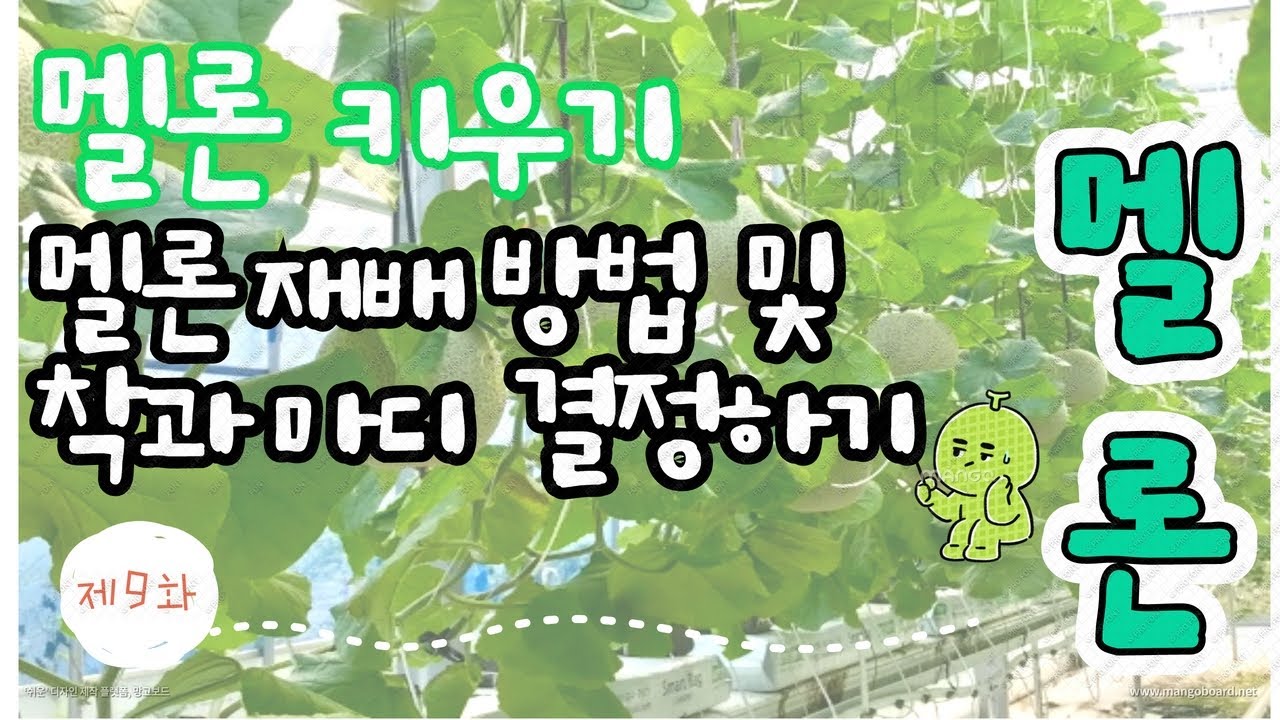 [멜론 재배방법] 멜론 재배법 9분 요약