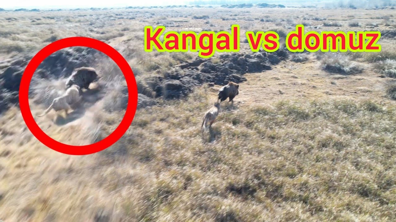 AZILI DOMUZ TYSON`I AĞIR YARALADI ~BÖYLE BİR CESARET YOK ~wild boar vs kangal