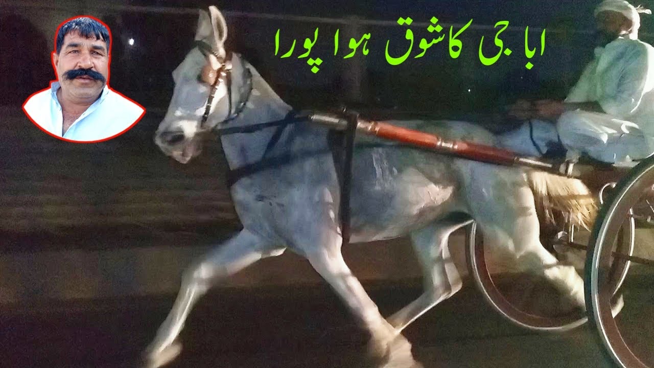 New Horse Race in Lahore|| Horse Race in Pakistan|| Tanga Race in Pakistan