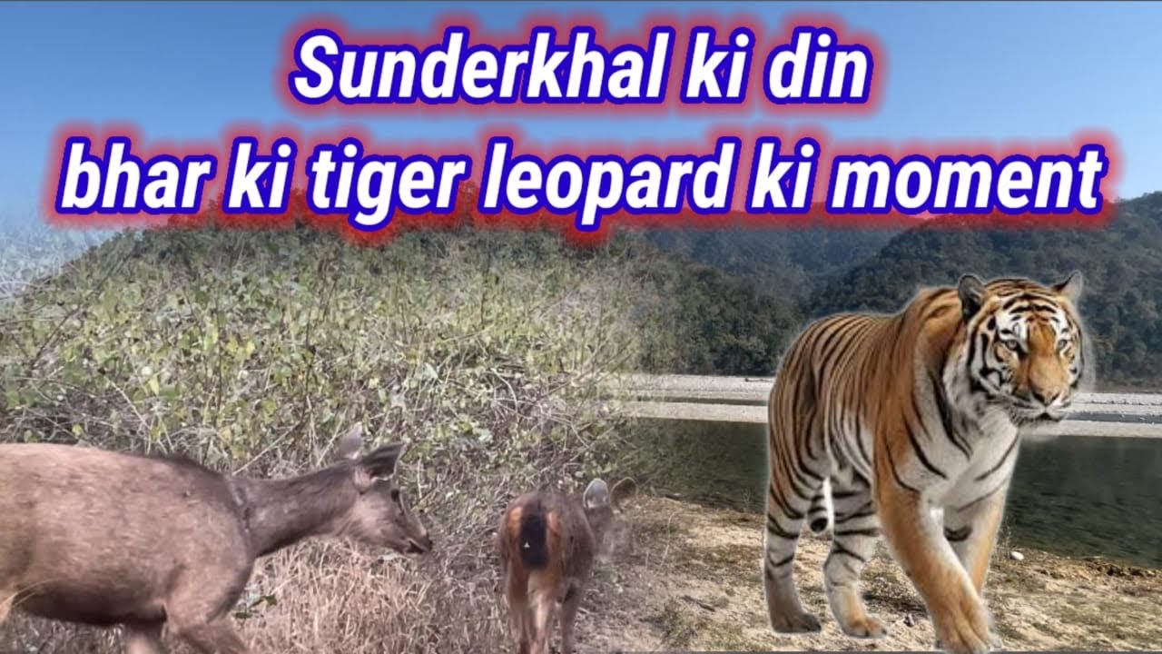 Sunderkhal ki din bhar ki tiger 🐅 leopard 🐆 ki moment #tiger #leopard #sunderkhal village