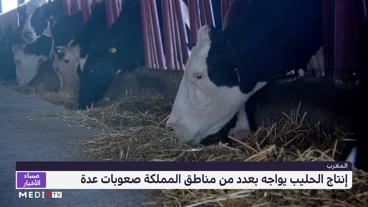المغرب .. إنتاج الحليب يواجه صعوبات عدة بعدد من مناطق المملكة