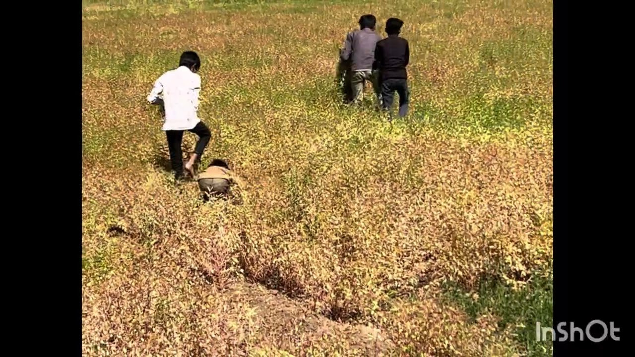 બંકો ચણા ની ચોરી કરવા ગયો 😁