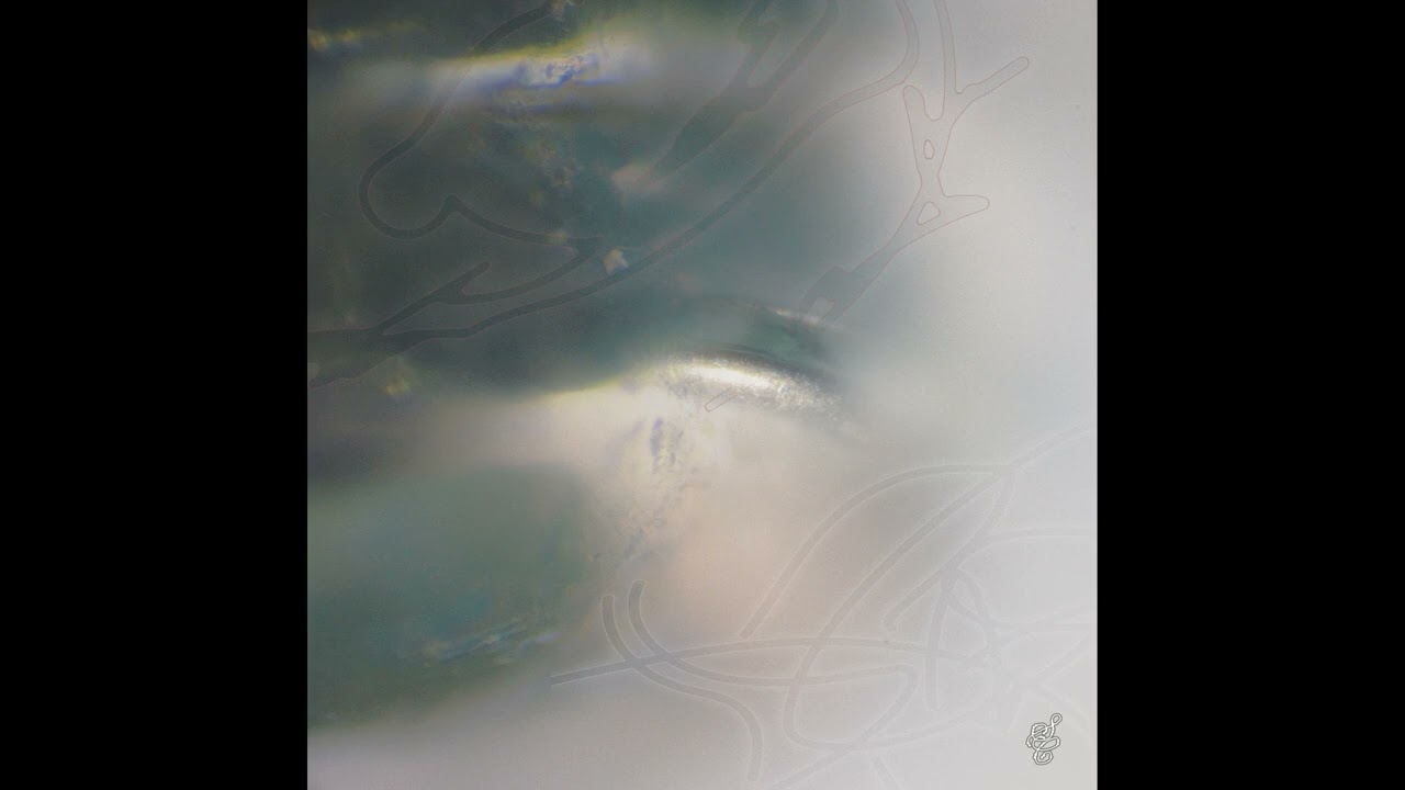 PREMIERE⚡️ergen101 - Morph [Sensory Cells]