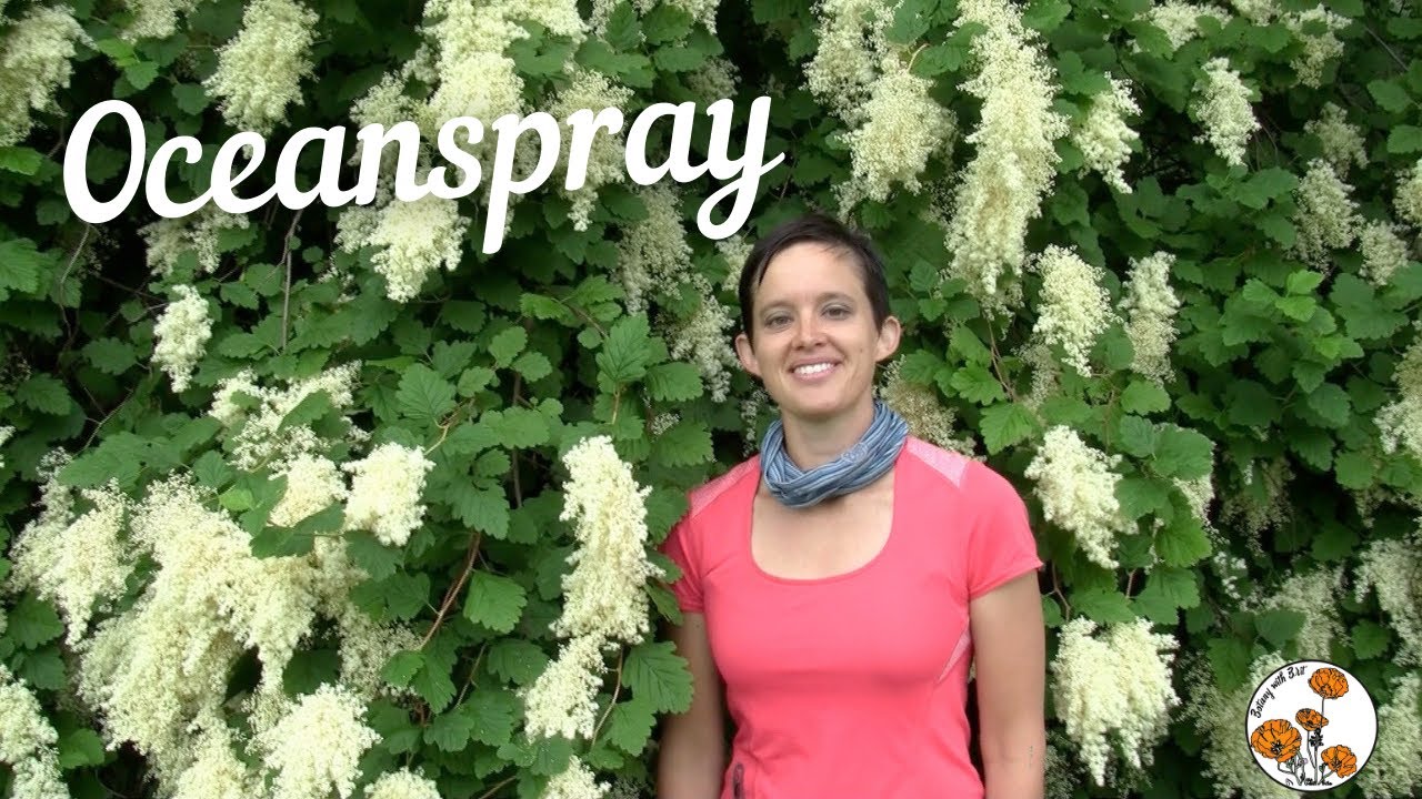 Oceanspray (Ironwood) - (Ep. 17) - Botany with Brit
