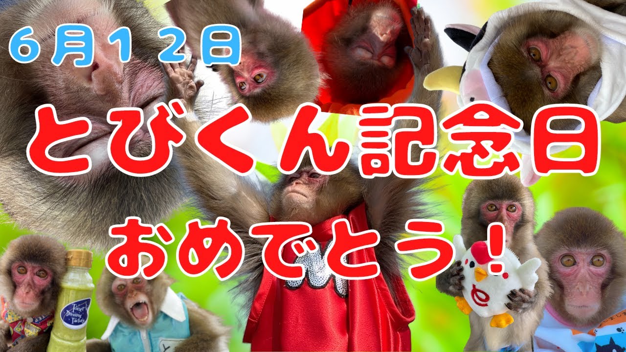 ６月１２日はとびくんがうちに来てくれた記念日