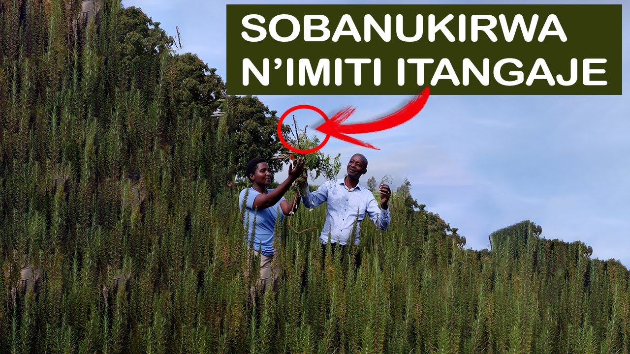 Benshi bari baracitse intege/Ariko ibi bimera byarokoye ubuzima bwabo! Imyaka 10 y’ubushakashatsi.